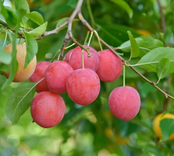 Kirschpflaume, Türkische Pflaume, Prunus cerasifera, ca. 100cm im Topf
