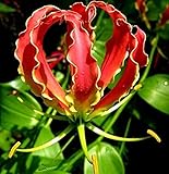 Plante en otoño para obtener resultados superiores / Color exótico y lujoso / Años de color.