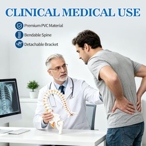 Image of Life Size Posable Skeleton for Anatomy, Human Skeleton Bones Full Size Skeleton Model PVC Anatomy Skeleton Model W /Rolling Stand for Study Display (34.6 inch Spine Model)