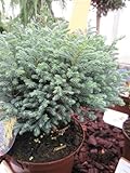 Chamaecyparis pisifera Blue Moon - Scheinzypresse Blue Moon