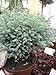 Chamaecyparis pisifera Blue Moon - Scheinzypresse Blue Moon