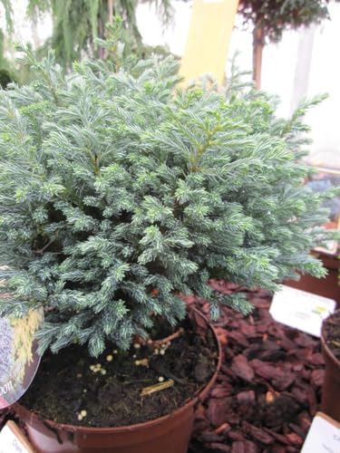Chamaecyparis pisifera Blue Moon - Scheinzypresse Blue Moon