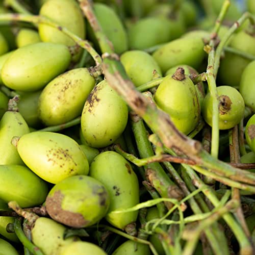 Image of Two Brothers Organic Farms Indian Hog Plum Pickle (300 G)