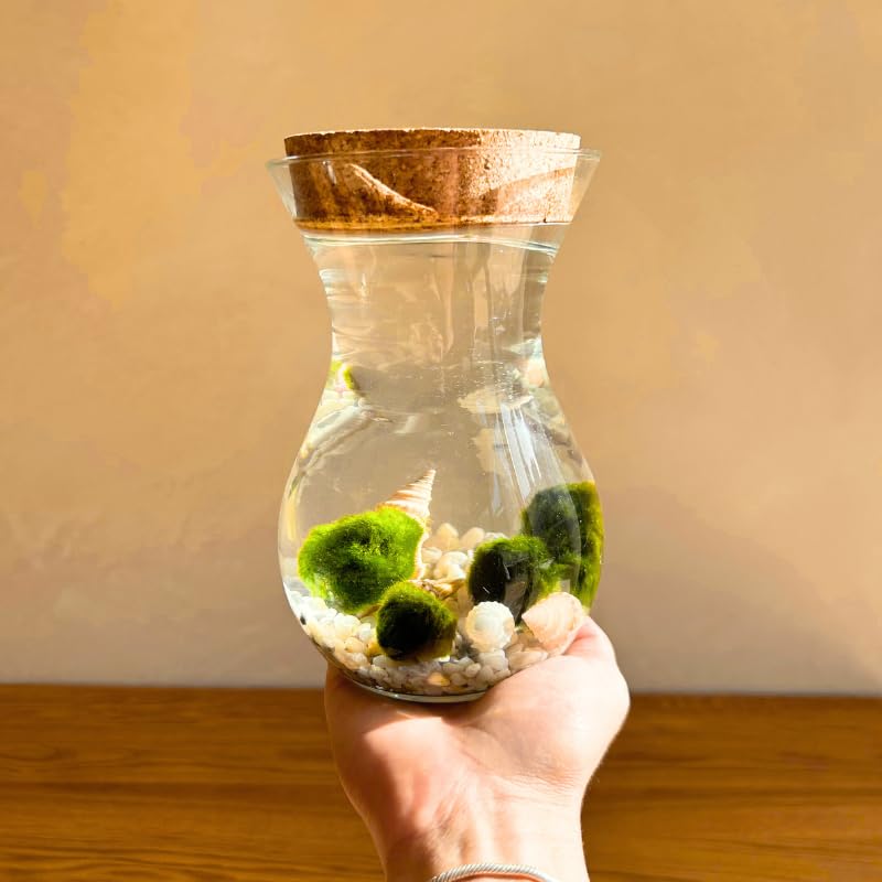 Moss Ball - 4 Bolas de Musgo | Ideal para decoración Interior | Marimo | Marimo Ball | Alga acuática | Planta Acuática | Acuários y Decoración | Medidas: 18x12 cm