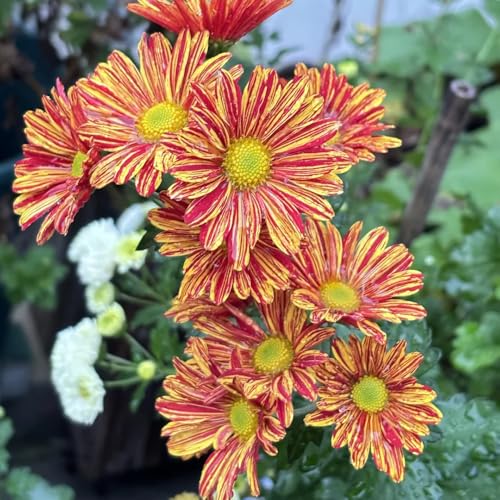 semi di margherita - perenni giardino resistenti 200pcs