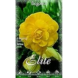 Bulbo Begonia doble amarilla 3 unidades
