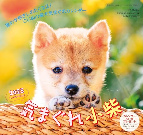 2025 C܂ꏬăJ_[iǊ|jČ@6T\ ([J_[])