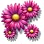 Fuschia Daisy