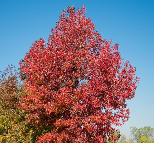 Sweet Gum Tree Seedlings for Planting - No Ship to California (1 Seedling)