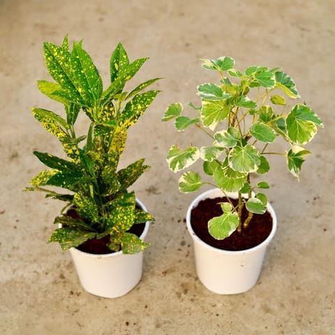 Bedroom Plants Set of 2 - Aralia Dinner Plate & Baby Croton in 6 Inch White Nursery Pot-image-47