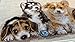 RIOLIS - Puppies 2221, Dogs Cross Stitch Kits 15¾