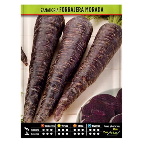 Semillas Horticolas -Zanahoria forrajera morada