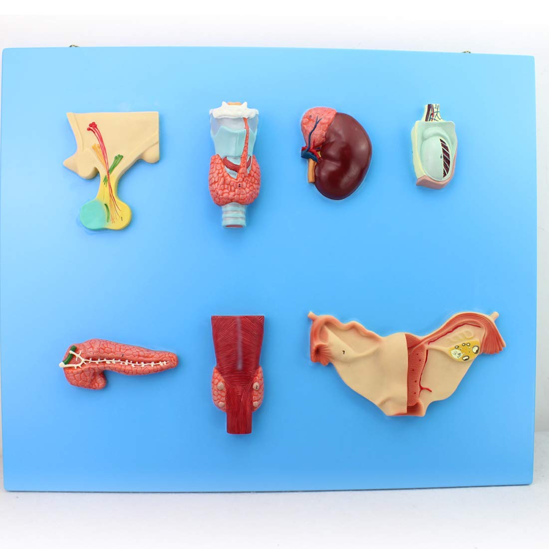 buy-dfju-educational-model-endocrine-organ-model-human-digestive