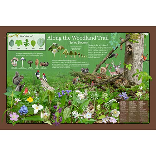 Woodland Habitat Educational Wildlife Poster – Along the Woodland Trail