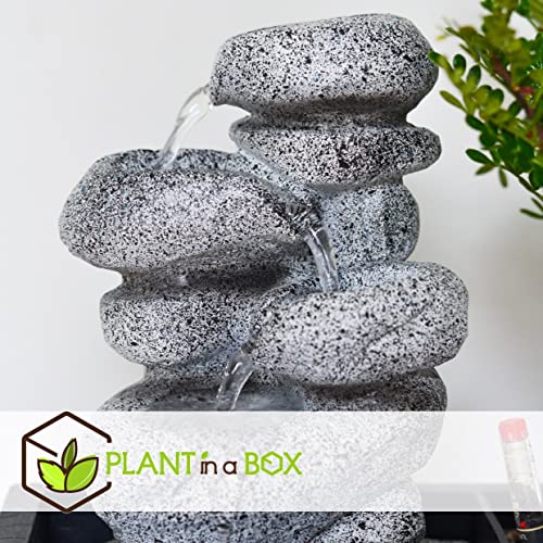 Plant in a Box - Bonsai boompje met Easy-care watersysteem én stromende waterval over Zen stenen - kamerplant - Hoogte… - Afbeelding 3