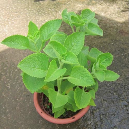 Pack 02 of Cuban Oregano Plants Live, Live Cuban Oregano,4 to 6 Inc Tall, Well Rooted for Gardening