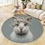 Grey/Daisy Rabbit