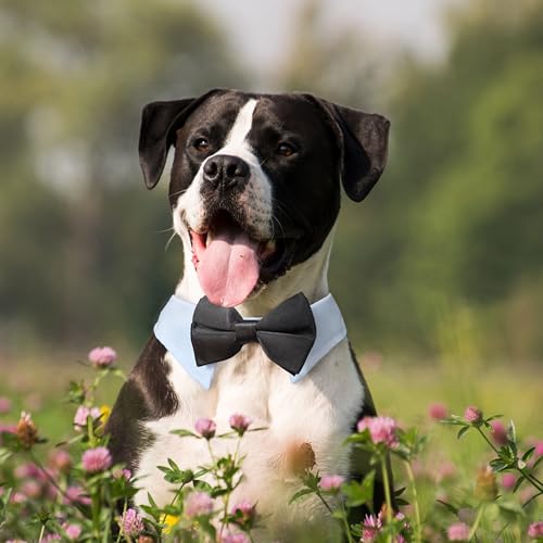 Image of Dog Bowtie, KOOLMOX Dog Bow Tie Collar Handcrafted Adjustable Formal Pet Black Bowtie Neck Bow for Dogs Medium to Large Boy Dogs Tuxedo Collar Pet Wedding Birthday Gift