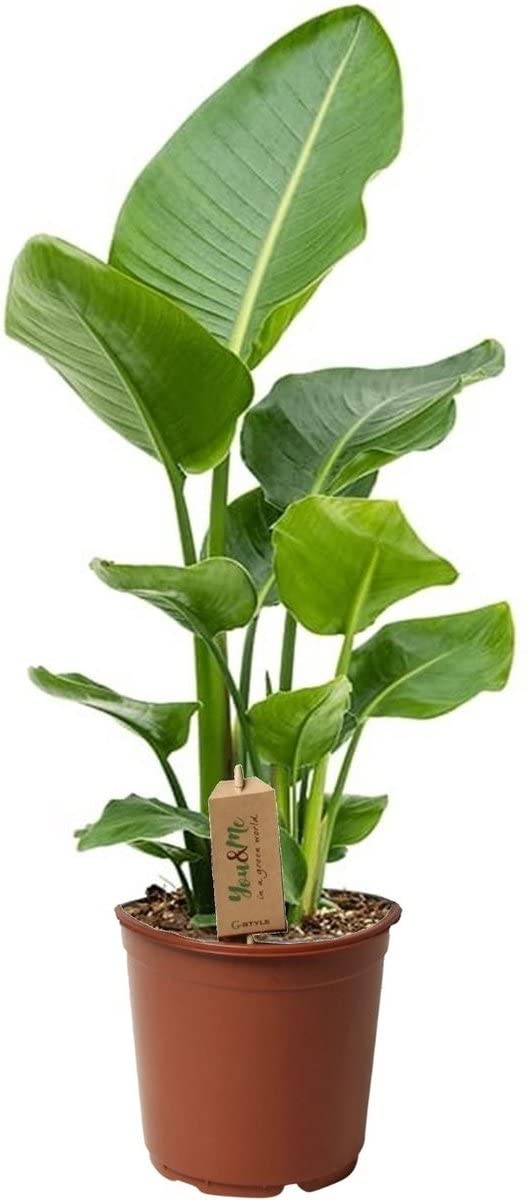 alocasia odora variegata Alocasia Odora Batik  Wilderly