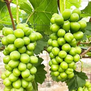 Generic Winterharte Weinreben Samen 200pcs