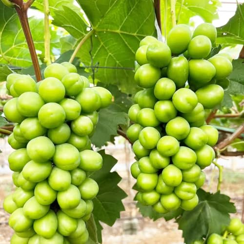 Generic Winterharte Weinreben Samen 200pcs