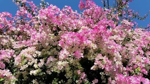 Thai Thema Bougainvillea Flower Plant- Kagoj Ful Thai BaganBilas Flower Plant (PINK-WHITE (PACK OF 1))