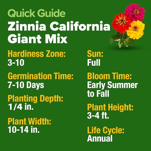Image of HOME GROWN Zinnia Seeds for 2026 - California Giant Mix - 14,600+ (4 oz) Plant Wildflower Blooms Bulk Seeds for Planting Flowers Outside - Pollinator Gardens (Zinnia elegans)