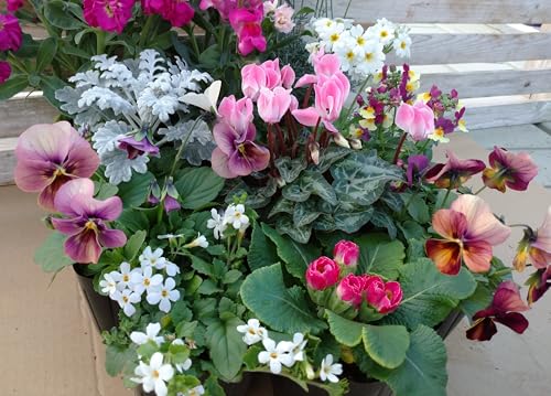 TECH おまかせ花苗 色味が選べる 寄せ植え用 植え替え用 花苗 おまかせ 季節の花苗 苗 草花 (赤・ピンク系, 10ポット)のサムネイル