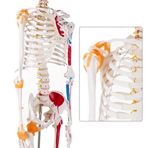 Image of Ultrassist Life Size Anatomical Skeleton Replica with Spinal Nerves, Muscle Insertion and Origin Points, Joint Ligaments, Human Skeleton Model for Human Skeleton Anatomy Study, Includes Rolling Stand