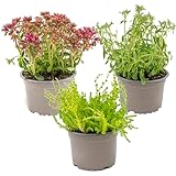 Bloomique