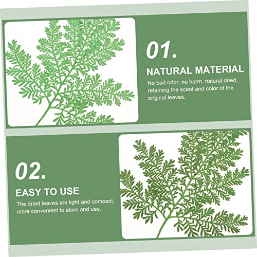 Hojas Secas Naturales 48 Pzs para Manualidades DIY miniatura 3