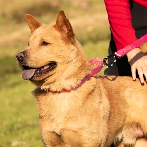Hyhug Verbessertes Design Nylon-Gurtband, Waschen mit kaltem Wasser verblasst Nicht, verschmutzt Hundehaare Nicht, verschleißfest und Nicht anfällig für Fusseln. Rutschfestes Martingalhalsband für