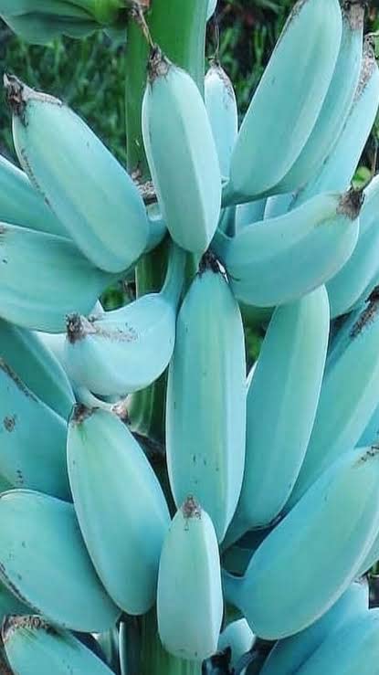 Very Rare Hawaiian Blue Java Icecream Banana Plant Imported Exotic ...
