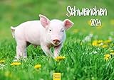 bentheimer schweine ferkel kaufen INNOVATIVES DESIGN: unser junges Kreativteam entwirft unsere Produkte mit viel Liebe für schönes Design.