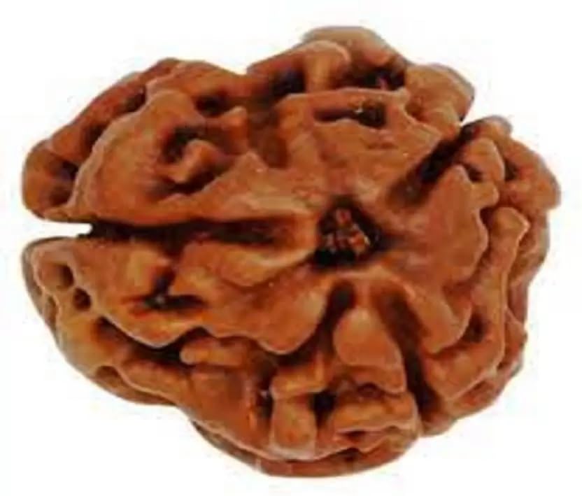 shivtantra 3 mukhi Rudraksha Natural Quality Bead Certified Rudraksha for Men and Women, Color Brown and Puja Instructions-picture-19