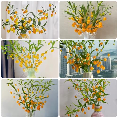 Semillas de Sandersonia aurantiaca, para lugares soleados lirio linterna de para bancales elevados cubierta perenne resistente para 100pcs