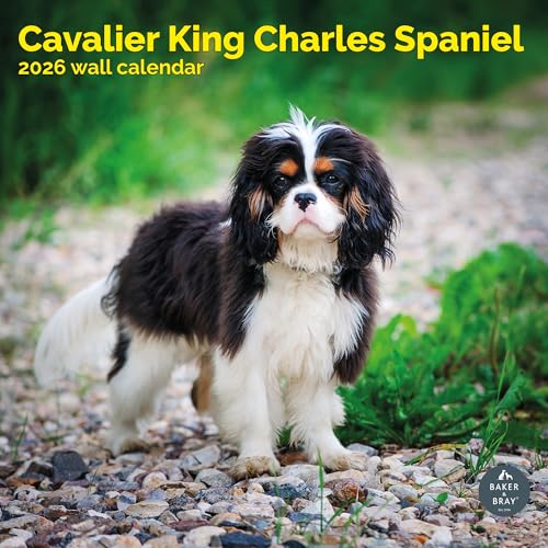 Baker and Bray Cavalier King Charles Calendar 2026, Large Square Wall Calendar, 16 Month, Cavalier King Charles Gift Dog Calendar