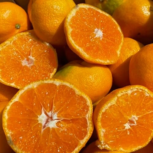 B݂ 20kg 󂠂Es QY t[c ݂ ƒp ʕ  ʎ 