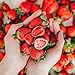 Tru Fru Nature's Strawberries Hyper-Chilled in White & Milk Chocolate, 8 Ounce Bag