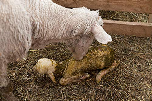 How many lambs can a ewe have