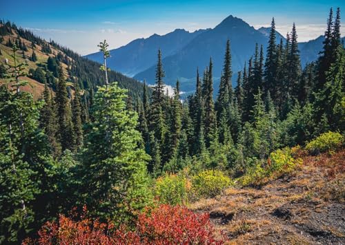 Arrière-plan photographique forêt de pins décor naturel haut de gamme