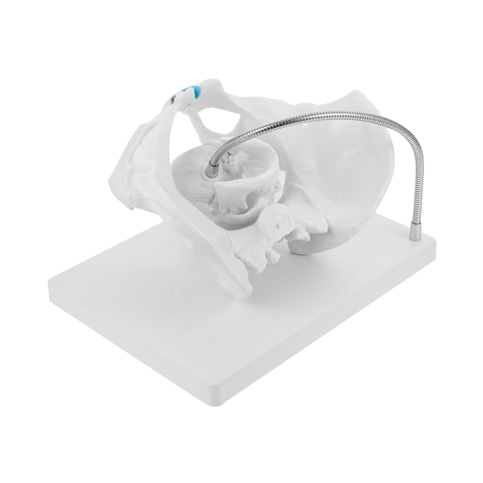 KICHOUSE 1pc Pelvis Head Display Model Pvc Midwifery Training Model Hip Bone Pelvic Model Female Female Pelvis Head Model