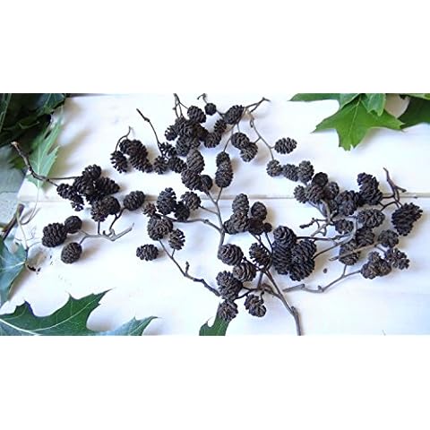 DIY Art Studio Alder cones~ 300 pieces, Natural craft supplies, 150 grams, Mini Cones Cover
