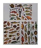 Glanzbilder Fische Muscheln Krabbe Maritim Motiv Set aus 3 verschiedenen Papierbögen zum Basteln und Verzieren Poesiebilder Deko EF SET 6