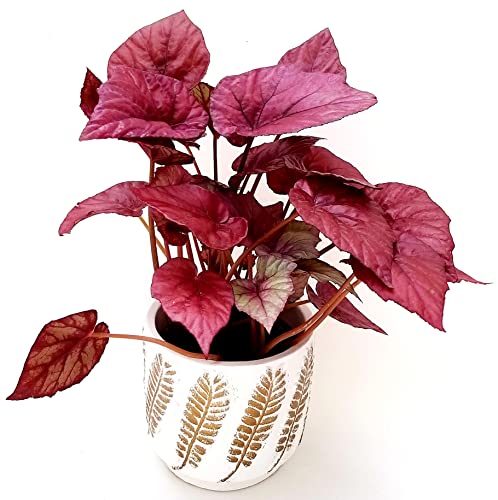 POWERS TO FLOWERS - BEGONIA REX INCA FLAME IN VASO CERAMICA FELCE D'ORO, pianta vera