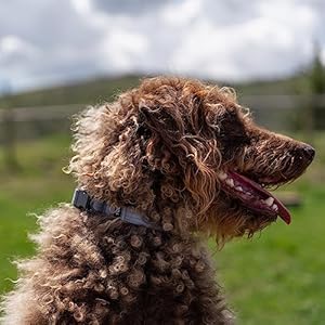 TUG Strong Nylon Dog Collar (Medium, Grey)