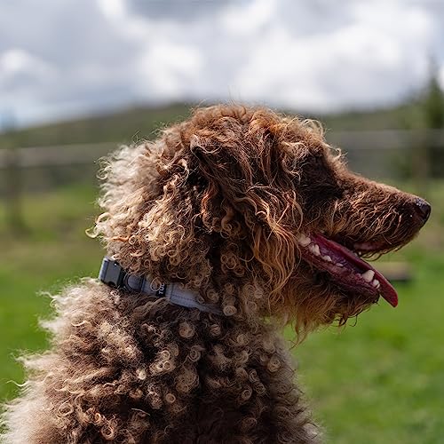 TUG Strong Nylon Dog Collar (Medium, Grey) TUG Strong Nylon Dog Collar (Medium, Grey)