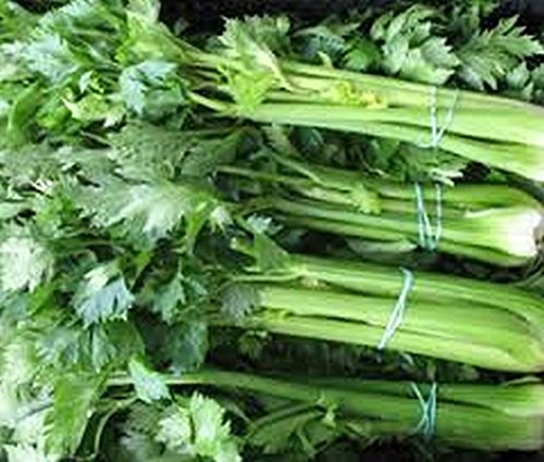 Graines de céleri de grande taille de l'Utah