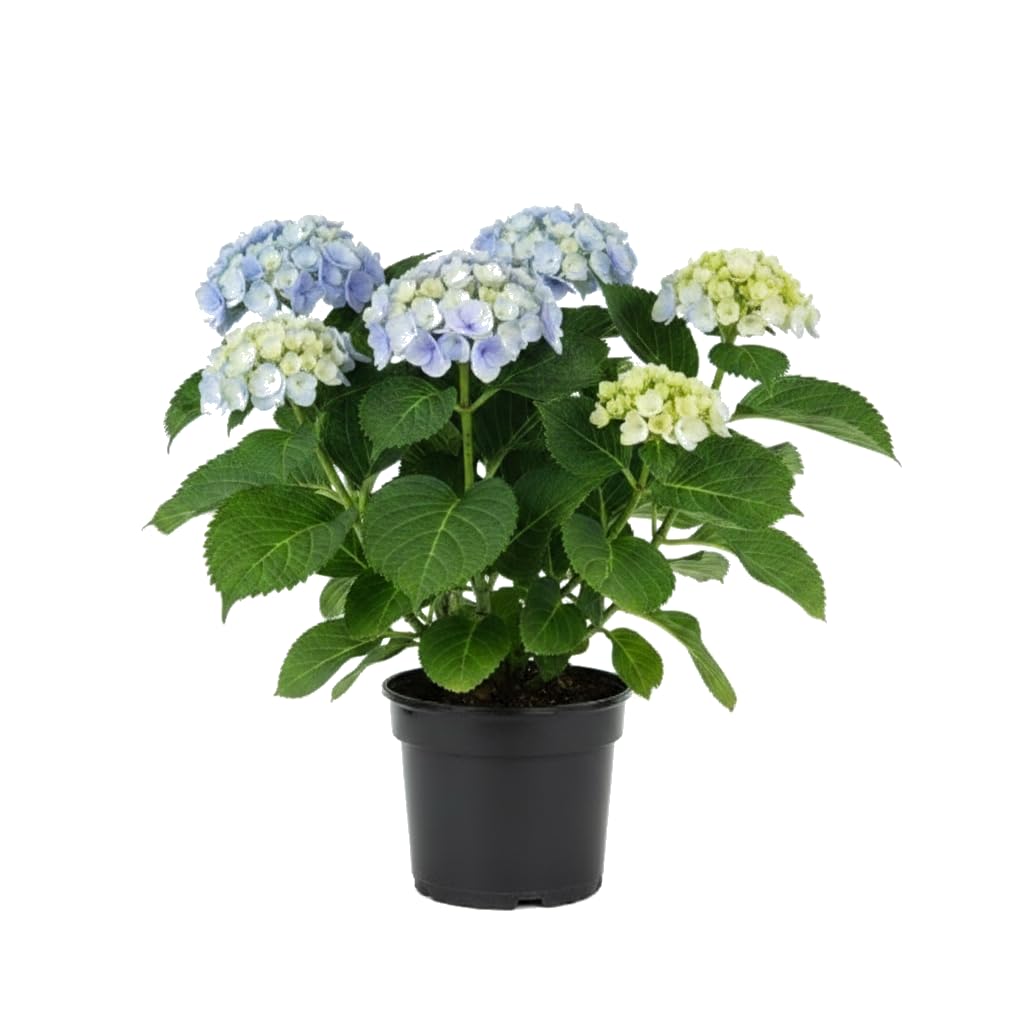 Hydrangea Macrophylla Azul Hortensia de DECOALIVE Planta Decorativa Azul Maceta 20 cm Diámetro Altura 55 cm