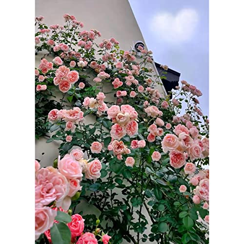 150+ Pink Climbing Rose Seeds for Planting Outdoors Ornamental Vine